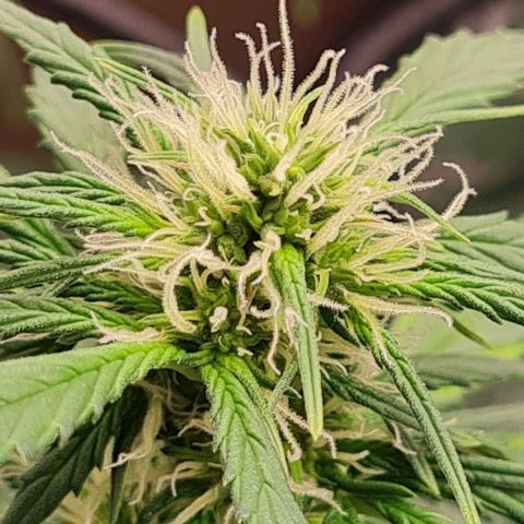 Lemon Haze left growlog timeline photo