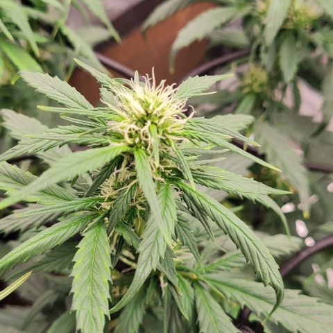Lemon Haze left growlog timeline photo