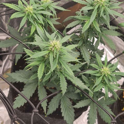 Lemon Haze left growlog timeline photo