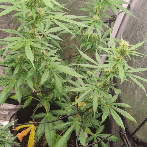 Lemon Haze right growlog timeline photo