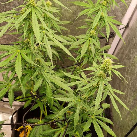 Lemon Haze right growlog timeline photo