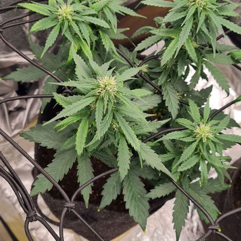 Lemon Haze left growlog timeline photo