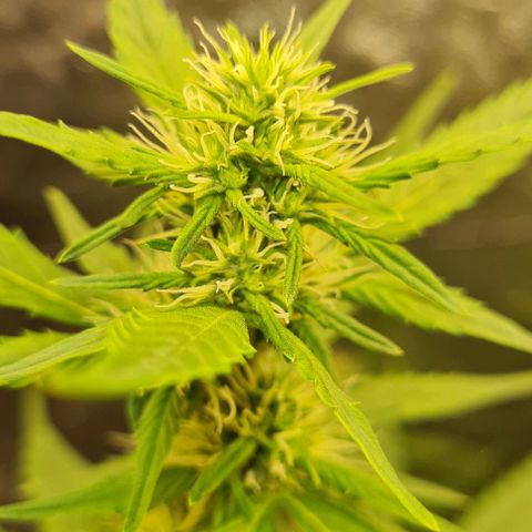 Lemon Haze right growlog timeline photo
