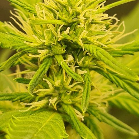Lemon Haze right growlog timeline photo