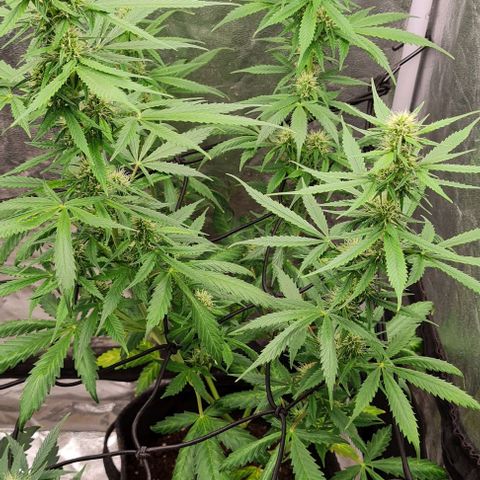 Lemon Haze right growlog timeline photo