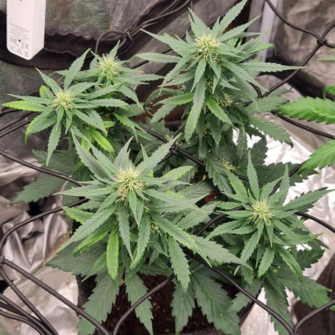Lemon Haze left growlog timeline photo