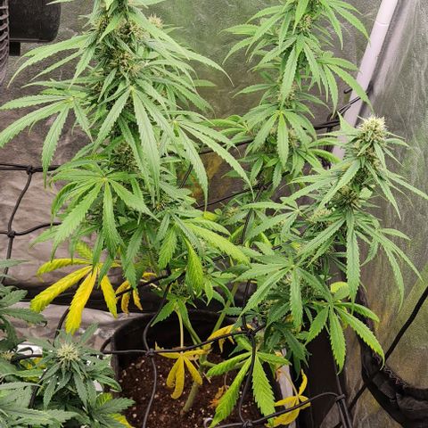 Lemon Haze right growlog timeline photo