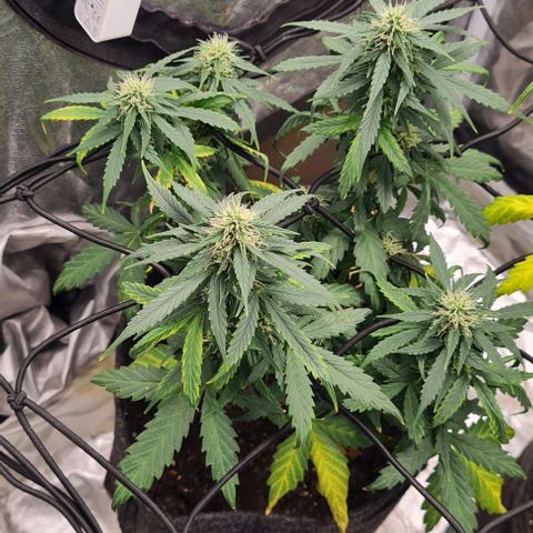 Lemon Haze left growlog timeline photo
