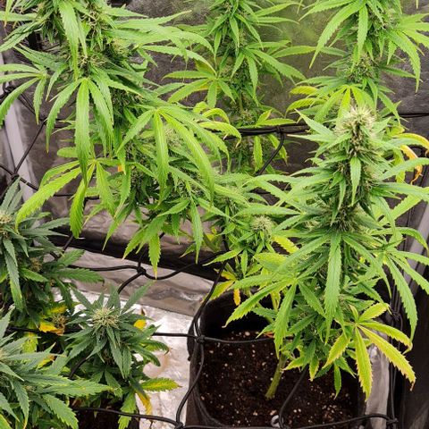 Lemon Haze right growlog timeline photo