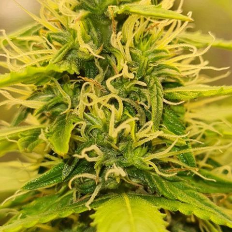 Lemon Haze right growlog timeline photo