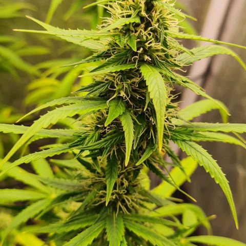 Lemon Haze right growlog timeline photo