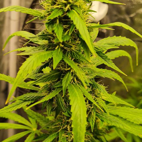 Lemon Haze right growlog timeline photo