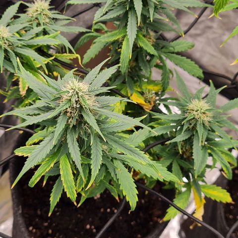 Lemon Haze left growlog timeline photo