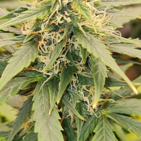 Lemon Haze left growlog timeline photo