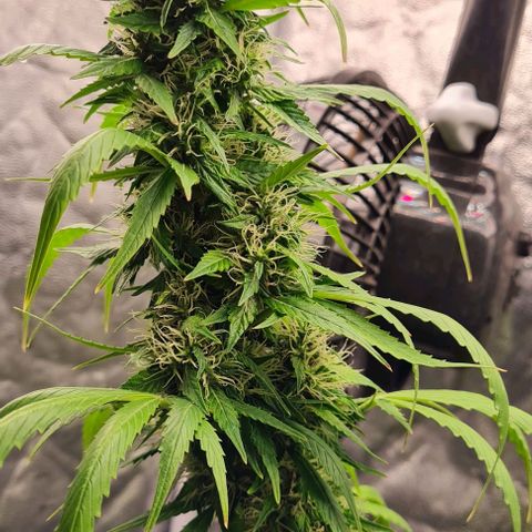 Lemon Haze right growlog timeline photo