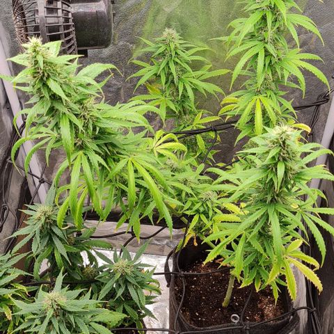 Lemon Haze right growlog timeline photo