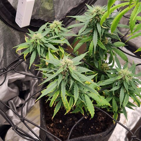 Lemon Haze left growlog timeline photo
