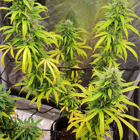 Lemon Haze right growlog timeline photo