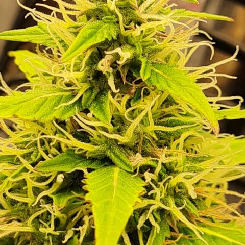 Lemon Haze right growlog timeline photo