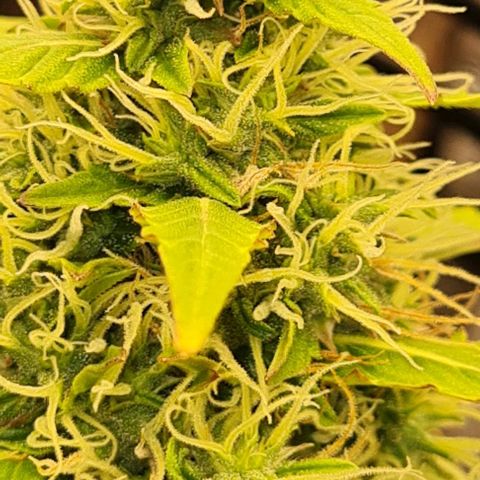 Lemon Haze right growlog timeline photo