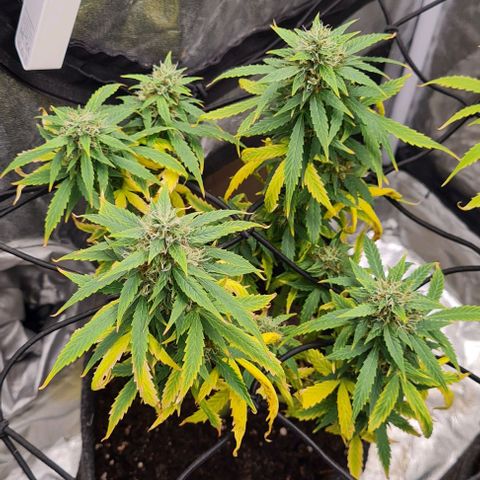 Lemon Haze left growlog timeline photo