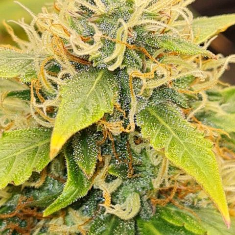 Lemon Haze left growlog timeline photo