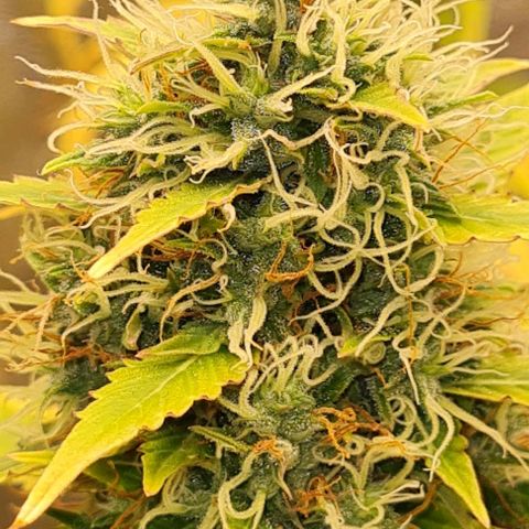 Lemon Haze right growlog timeline photo