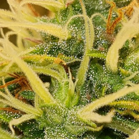Lemon Haze right growlog timeline photo