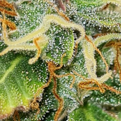 Lemon Haze left growlog timeline photo