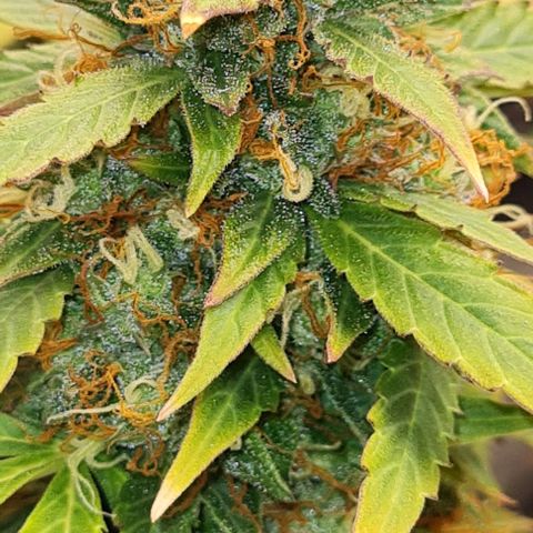 Lemon Haze left growlog timeline photo