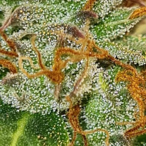 Lemon Haze left growlog timeline photo