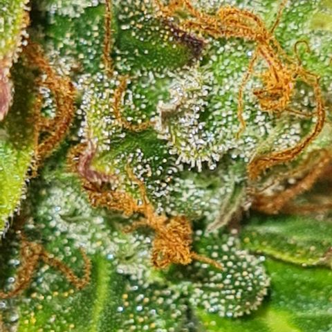 Lemon Haze left growlog timeline photo