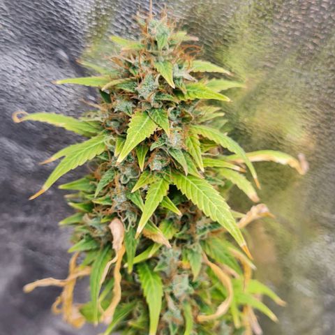 Lemon Haze right growlog timeline photo