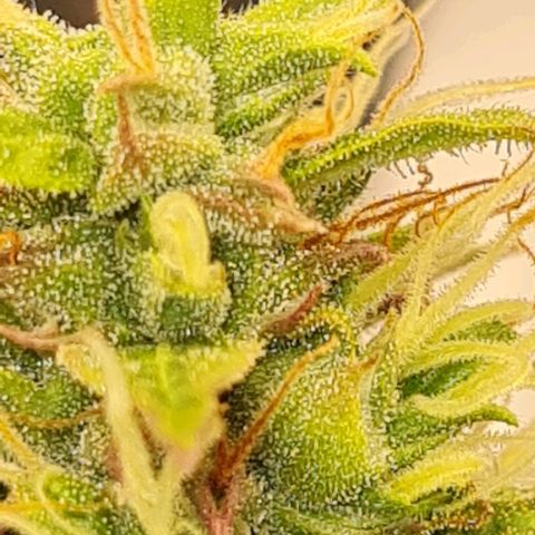 Lemon Haze right growlog timeline photo