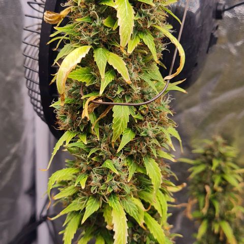 Lemon Haze right growlog timeline photo