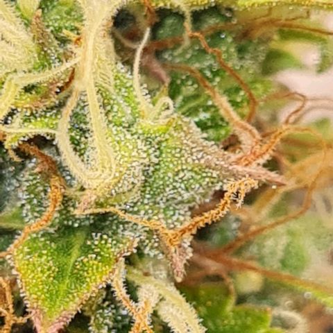 Lemon Haze right growlog timeline photo