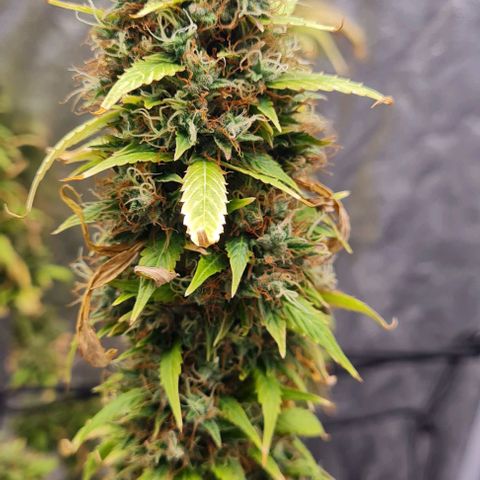 Lemon Haze right growlog timeline photo