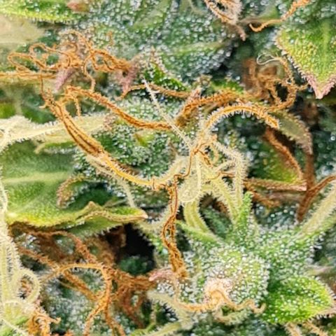 Lemon Haze left growlog timeline photo