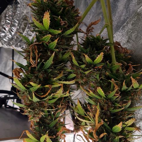 Lemon Haze left growlog timeline photo