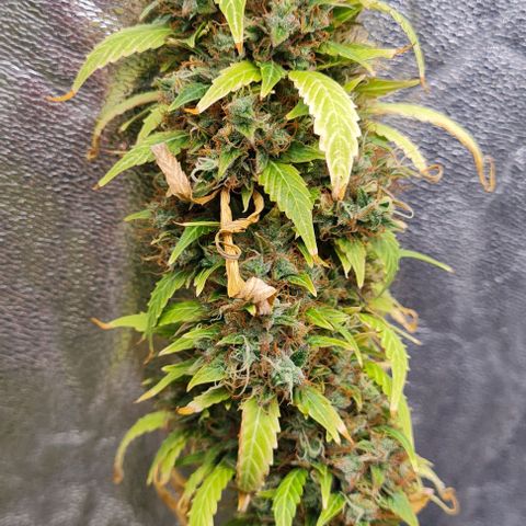 Lemon Haze right growlog timeline photo