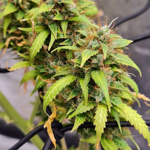 Lemon Haze right growlog timeline photo