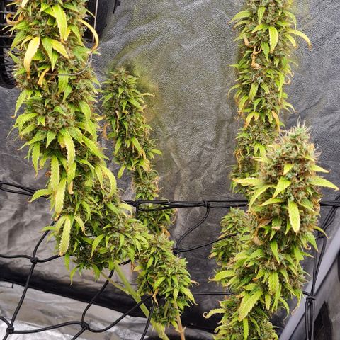 Lemon Haze right growlog timeline photo