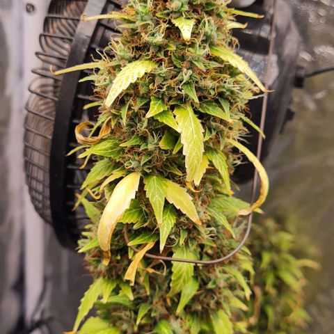 Lemon Haze right growlog timeline photo