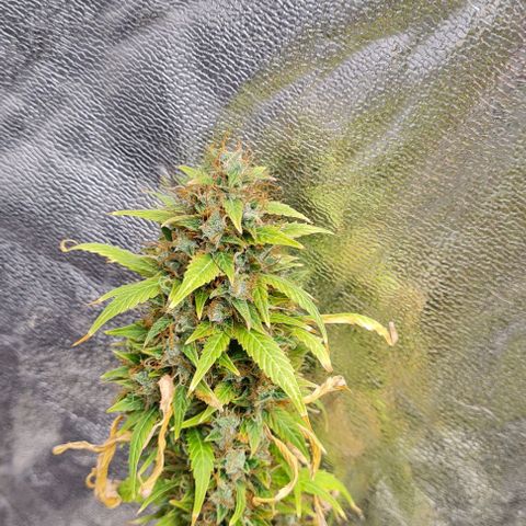 Lemon Haze right growlog timeline photo