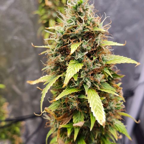 Lemon Haze right growlog timeline photo