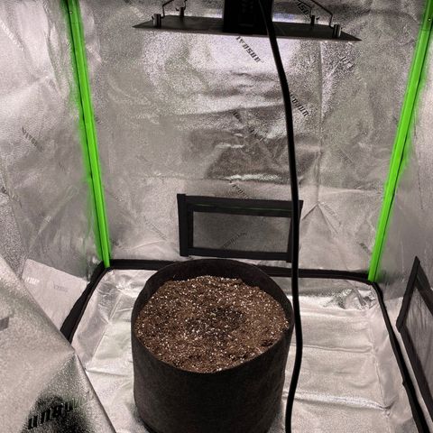 California Snow  growlog timeline photo