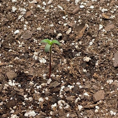California Snow  growlog photo: Happy 420. New white spectrum at 50% seems to be helping leaves uncurl. 