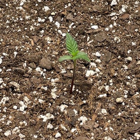 California Snow  growlog timeline photo