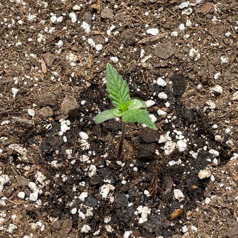 California Snow  growlog timeline photo