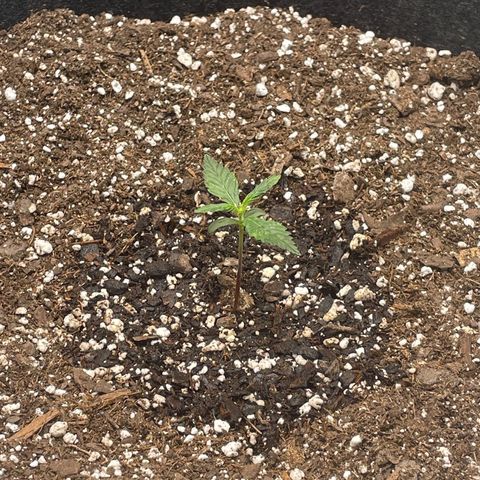 California Snow  growlog photo: Watered 